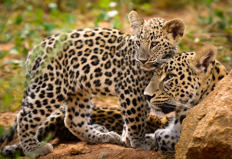 Jaguar familie