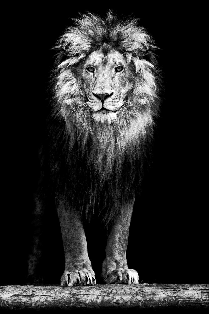 Leeuw staand zwart-wit