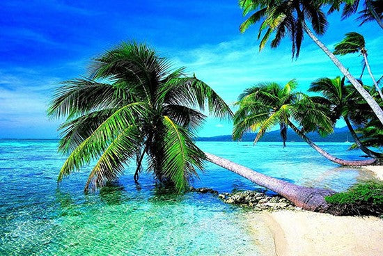 Palmen in zee